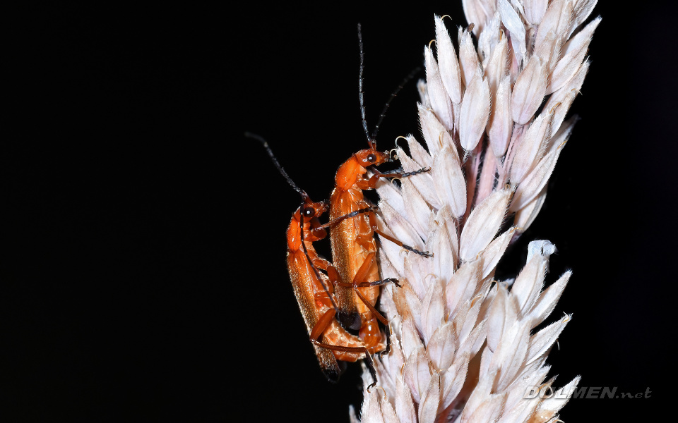 Soldier Beetles (Cantharis rufa)